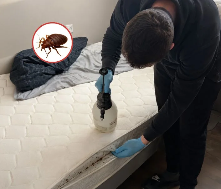 Technicien traitant un matelas contre les punaises de lit à Mondreville